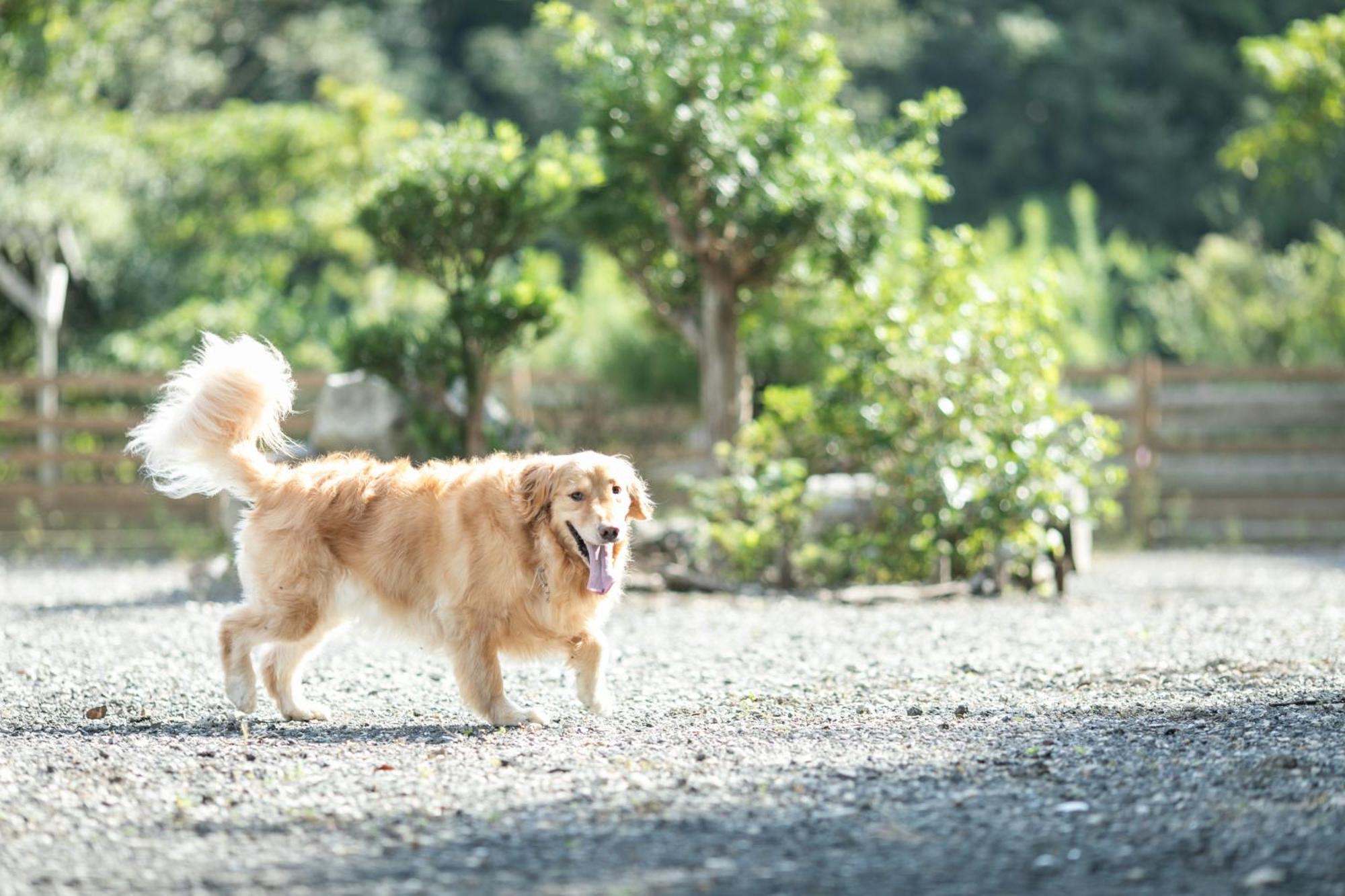 Fiore Shima Shima  Bagian luar foto